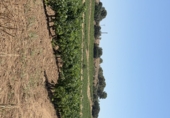 Terreno no urbanizable en venta en Banyeres del Penedès ref: TR415350 foto
