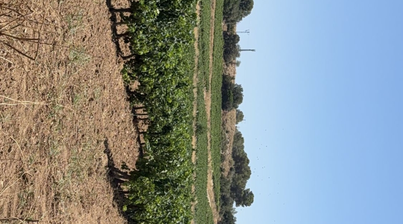 Tarragona - Banyeres del Penedès - 55000m2