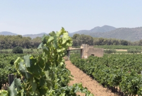 Banyeres del Penedès 55000&nbsp;m²