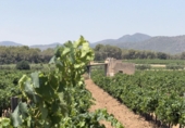 Terreno no urbanizable en venta en Banyeres del Penedès ref: TR415350 foto