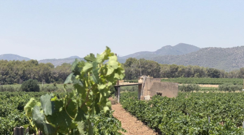 Tarragona - Banyeres del Penedès - 55000m2