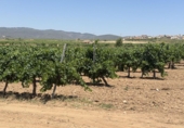 Terreno no urbanizable en venta en Banyeres del Penedès ref: TR415350 foto