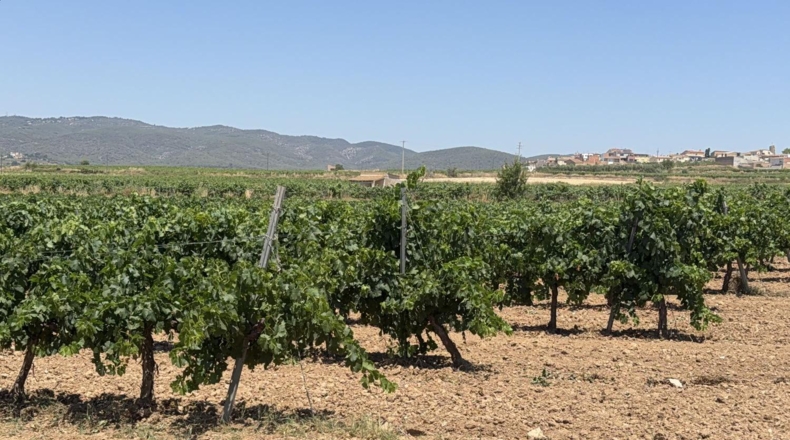 Tarragona - Banyeres del Penedès - 55000m2