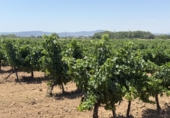 Terreno no urbanizable en venta en Banyeres del Penedès ref: TR415350 foto