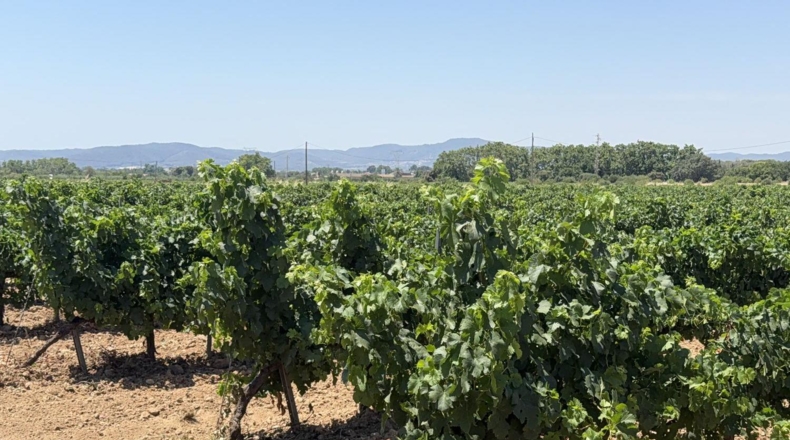 Tarragona - Banyeres del Penedès - 55000m2