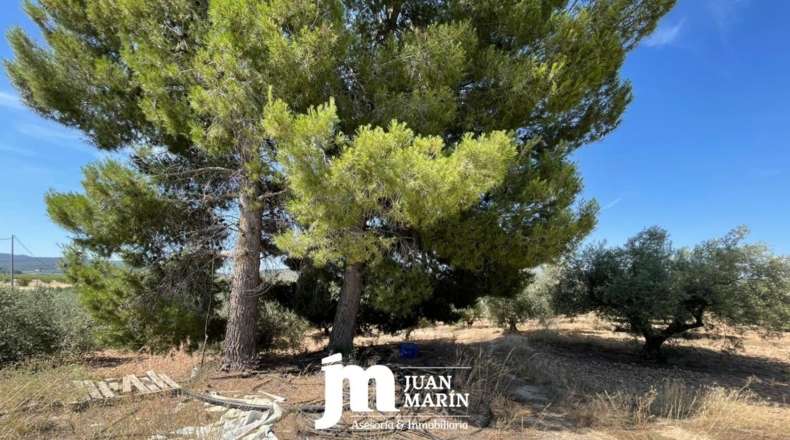 Murcia - Ricote - 7000m2
