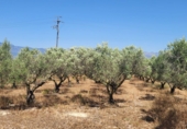 Finca rústica en venta en Tortosa ref: TR415379 foto