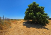 Non-developable land for sale in Chiclana de la Frontera ref: TR415382 photo