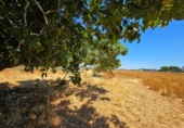 Non-developable land for sale in Chiclana de la Frontera ref: TR415382 photo