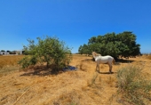 Non-developable land for sale in Chiclana de la Frontera ref: TR415384 photo