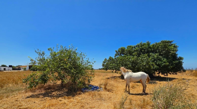 Cádiz - Chiclana de la Frontera - 8201m2