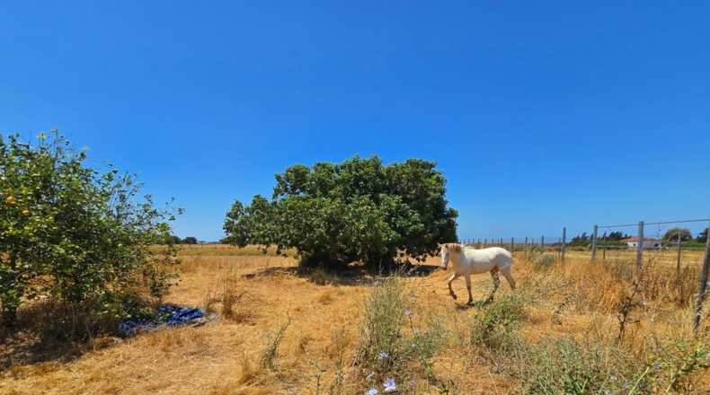 Cádiz - Chiclana de la Frontera - 8201m2