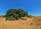 Non-developable land for sale in Chiclana de la Frontera ref: TR415384 photo