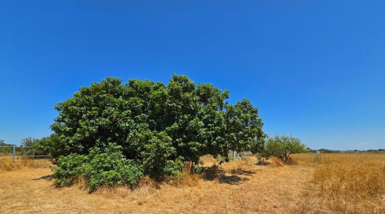 Cádiz - Chiclana de la Frontera - 8201m2