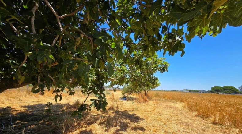 Cádiz - Chiclana de la Frontera - 8201m2