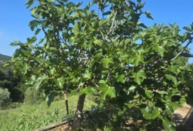 Maçanet de la Selva 1031&nbsp;m²