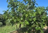 Chalet independiente con terreno en venta en Maçanet de la Selva ref: TR415387 foto