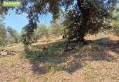 Участок с постройкой на продажу в городе Montoro Фото