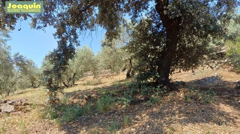 Córdoba - Montoro - 13272m2