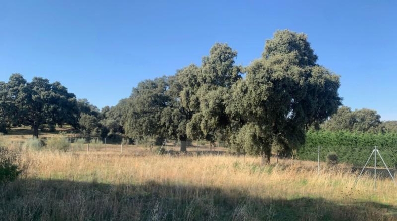 Ávila - Maello - 11540m2