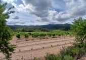Chalet independiente con terreno en venta en la España, Corbera d'Ebre, ref: TR415417 foto