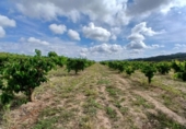 Chalet independiente con terreno en venta en la España, Corbera d'Ebre, ref: TR415417 foto