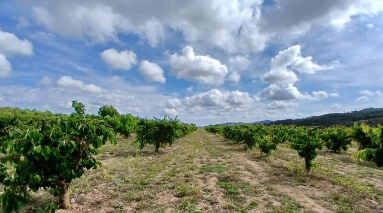 Tarragona - Corbera d'Ebre - 110m2
