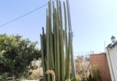Casa de campo con terreno en venta en la España, Lorquí, ref: TR415427 foto