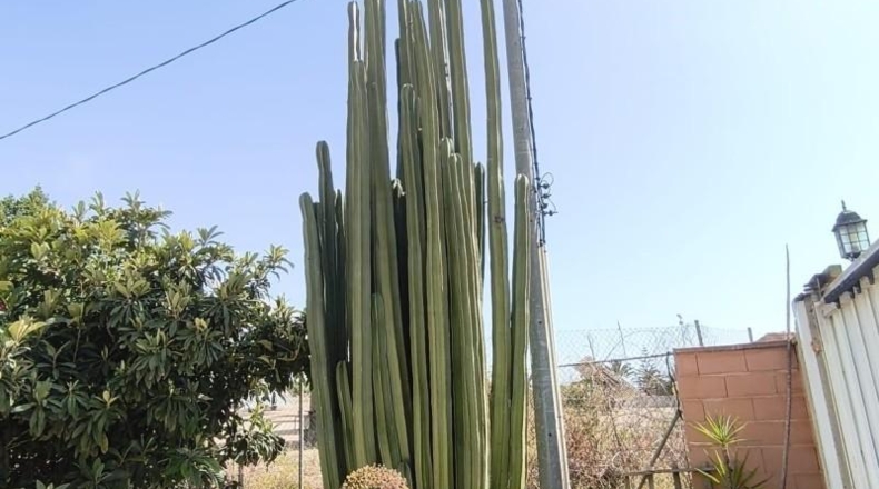 Murcia - Lorquí - 1817m2