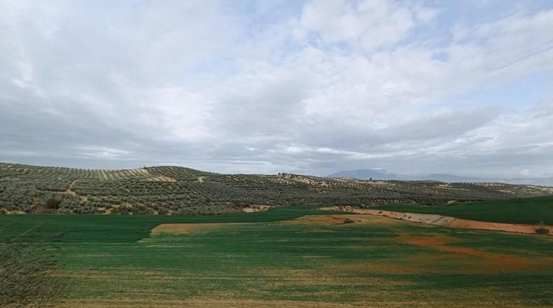 Granada - Cijuela - 53789m2