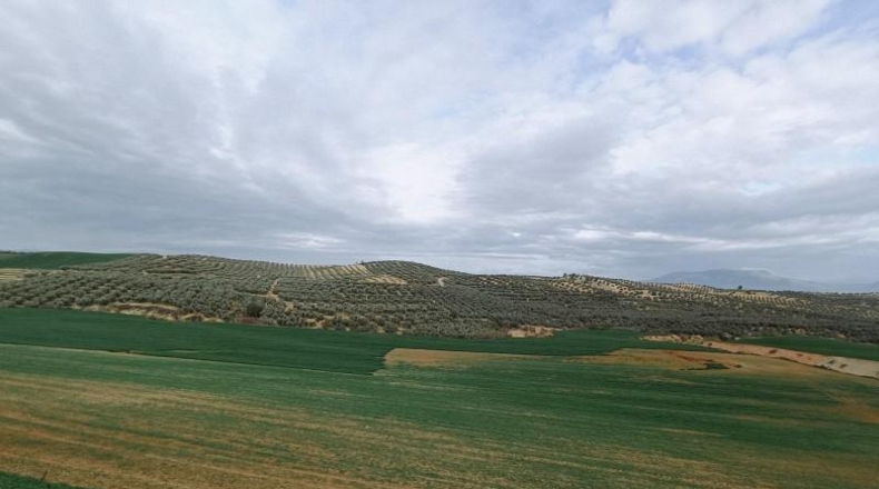 Granada - Cijuela - 53789m2