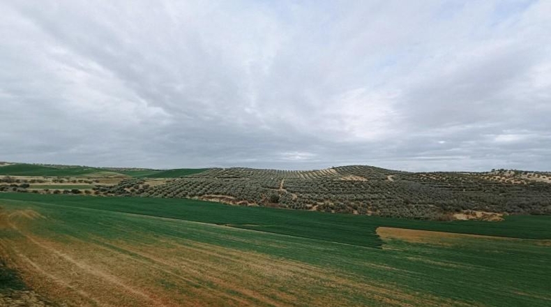 Granada - Cijuela - 53789m2