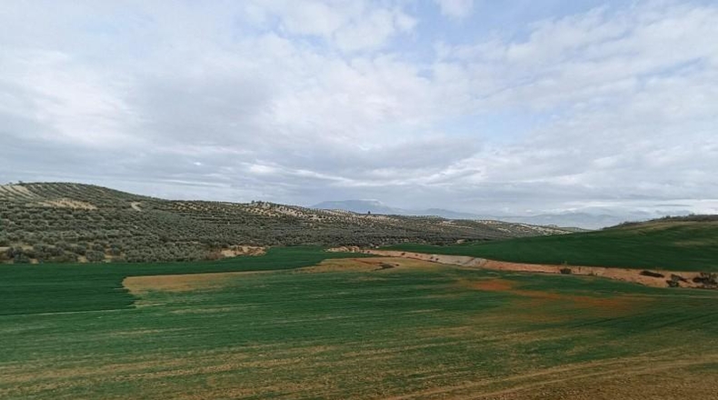 Granada - Cijuela - 53789m2