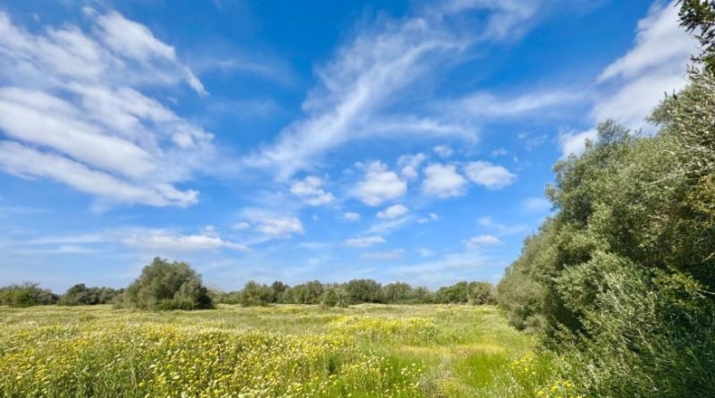 Балеарские острова - Campos - 16380m2