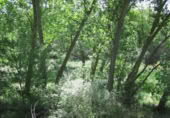 Non-developable land for sale in Fresno de Torote ref: TR415487 photo