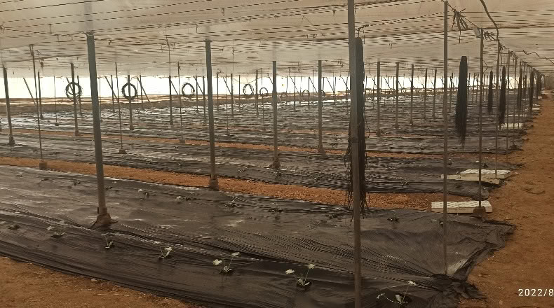 Granada - Motril - 11300m2