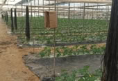 Finca rústica en venta en la Camino Los Adrianos, Motril, ref: TR415473 foto