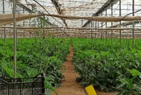 Motril 11300&nbsp;m²