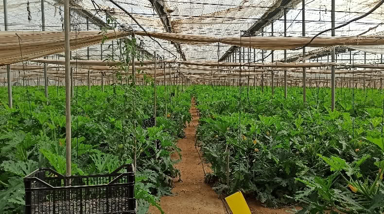 Granada - Motril - 11300m2