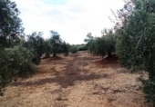 Terreno no urbanizable en venta en la España, Villargordo, ref: TR219835 foto