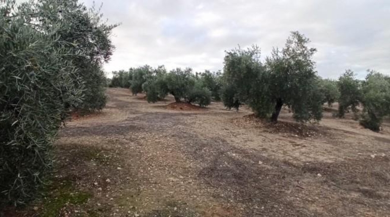 Jaén - Baeza - 18519m2