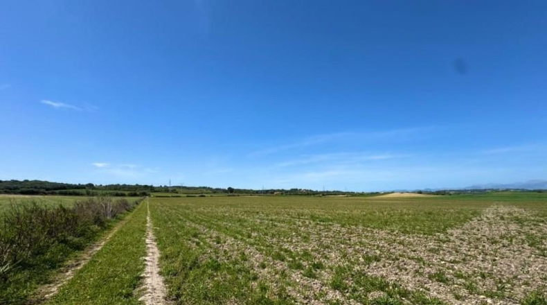 Illes Balears - Petra - 66250m2