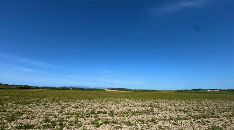 Illes Balears - Petra - 66250m2