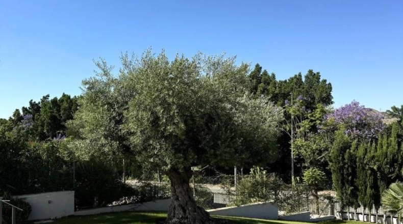 Alicante - Monforte del Cid - 1199m2