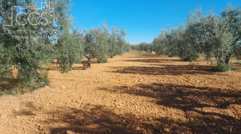 Huelva - Almonte - 18690m2
