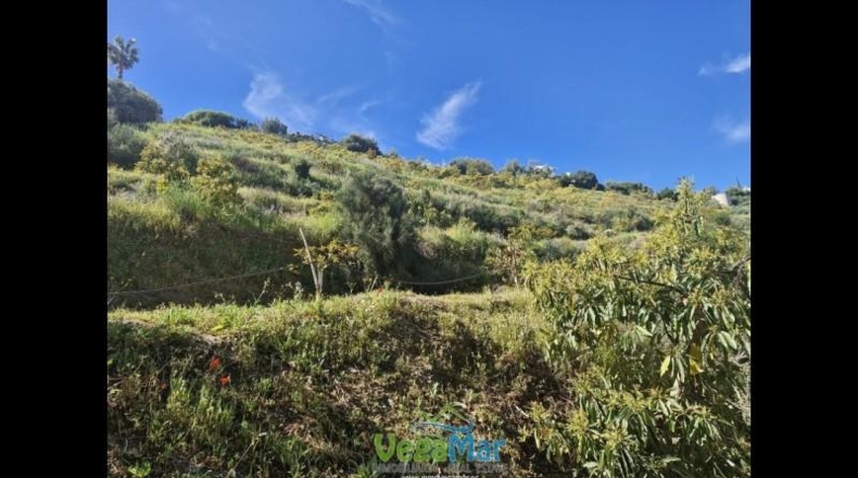 Granada - Jete - 9000m2