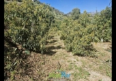 Terreno no urbanizable en venta en la España, Jete, ref: TR404328 foto