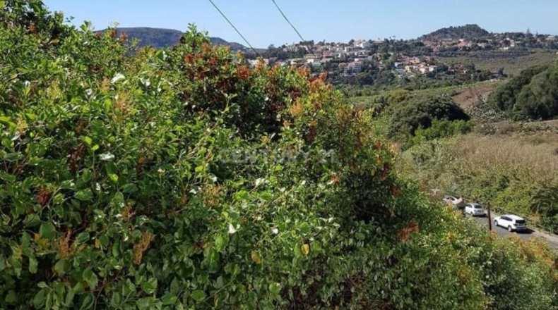 Las Palmas - Santa Brígida - 435m2