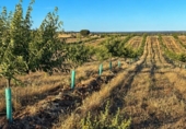 Chalet independiente con terreno en venta en la España, Almorox, ref: TR415606 foto