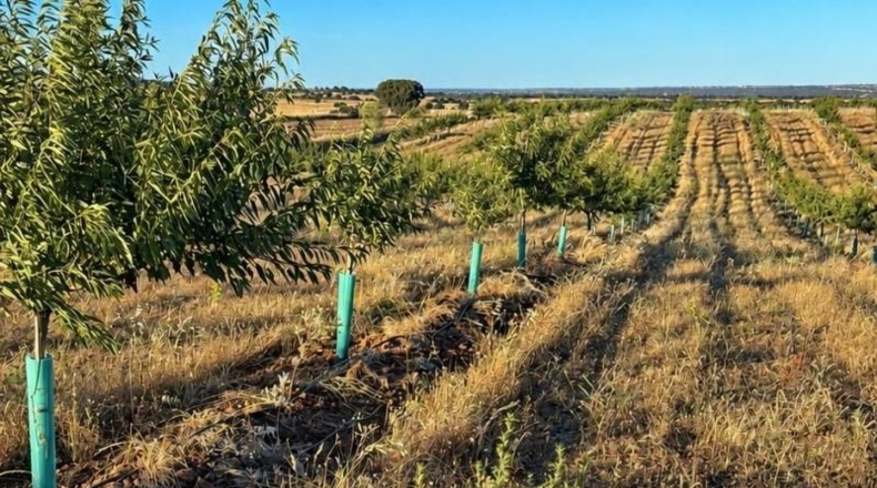 Toledo - Almorox - 170000m2